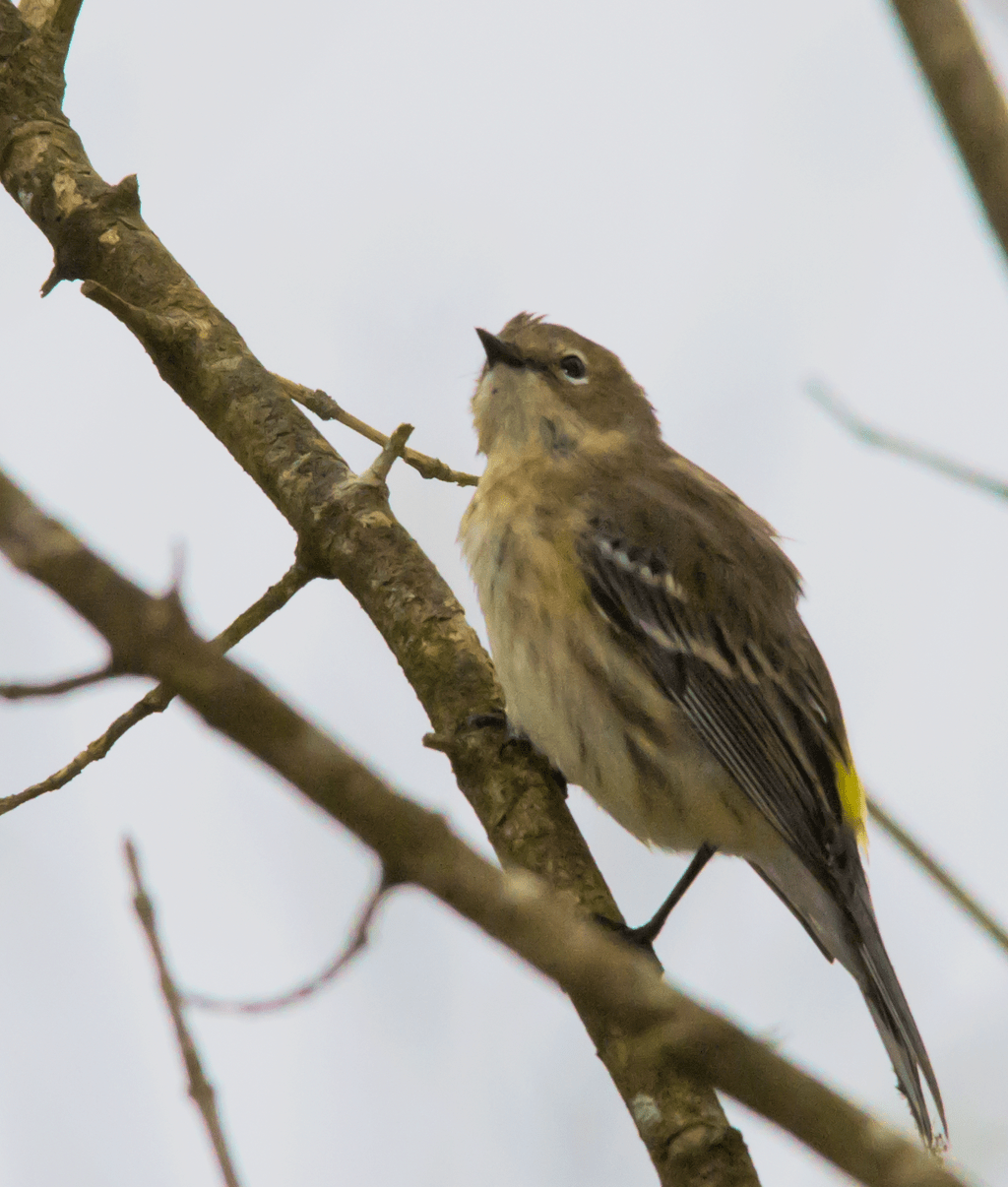 Yellow Rumped Warbler