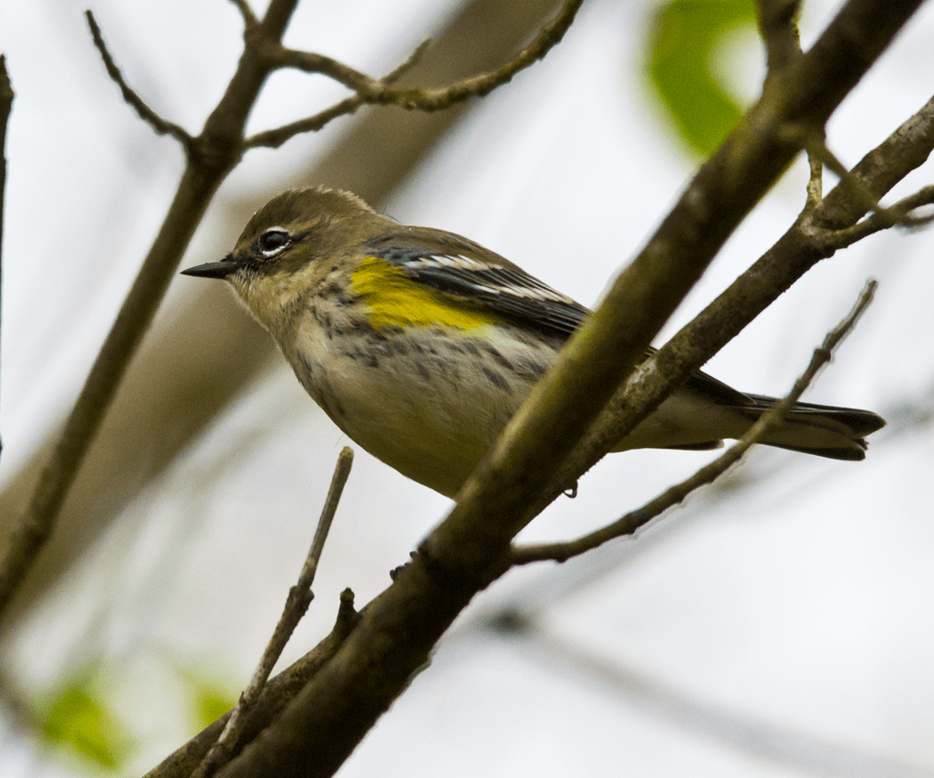 Yellow Rumped Warbler
