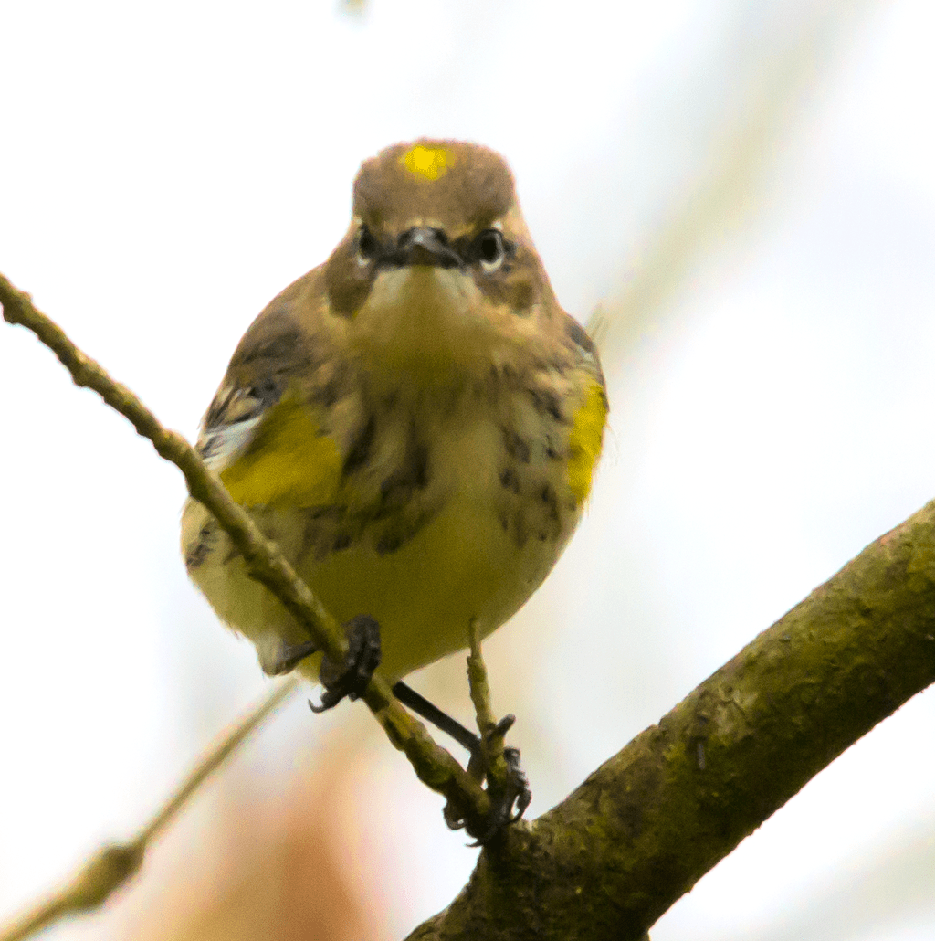 Yellow Rumped Warbler