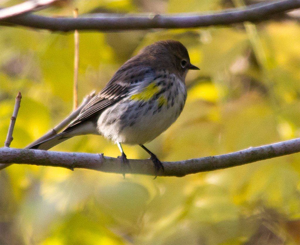 Yellow Rumped Warbler
