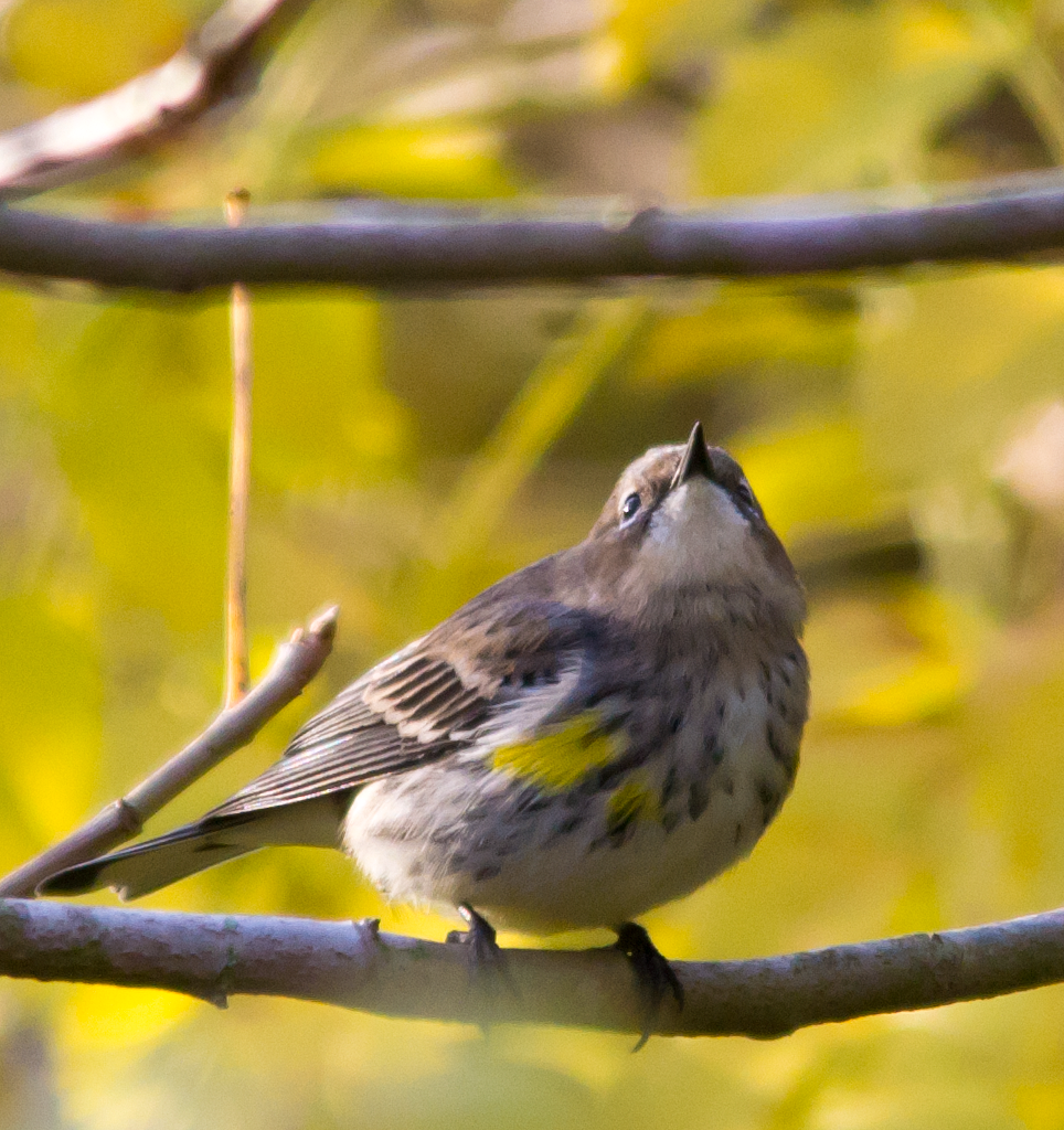 Yellow Rumped Warbler