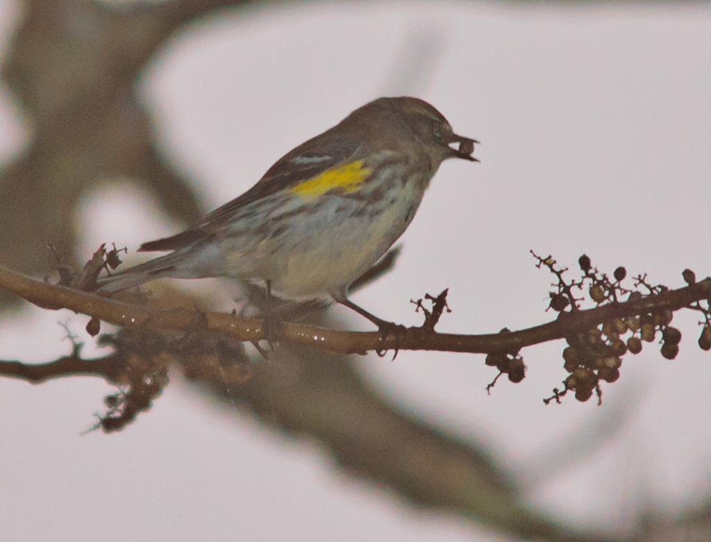 Yellow Rumped Warbler