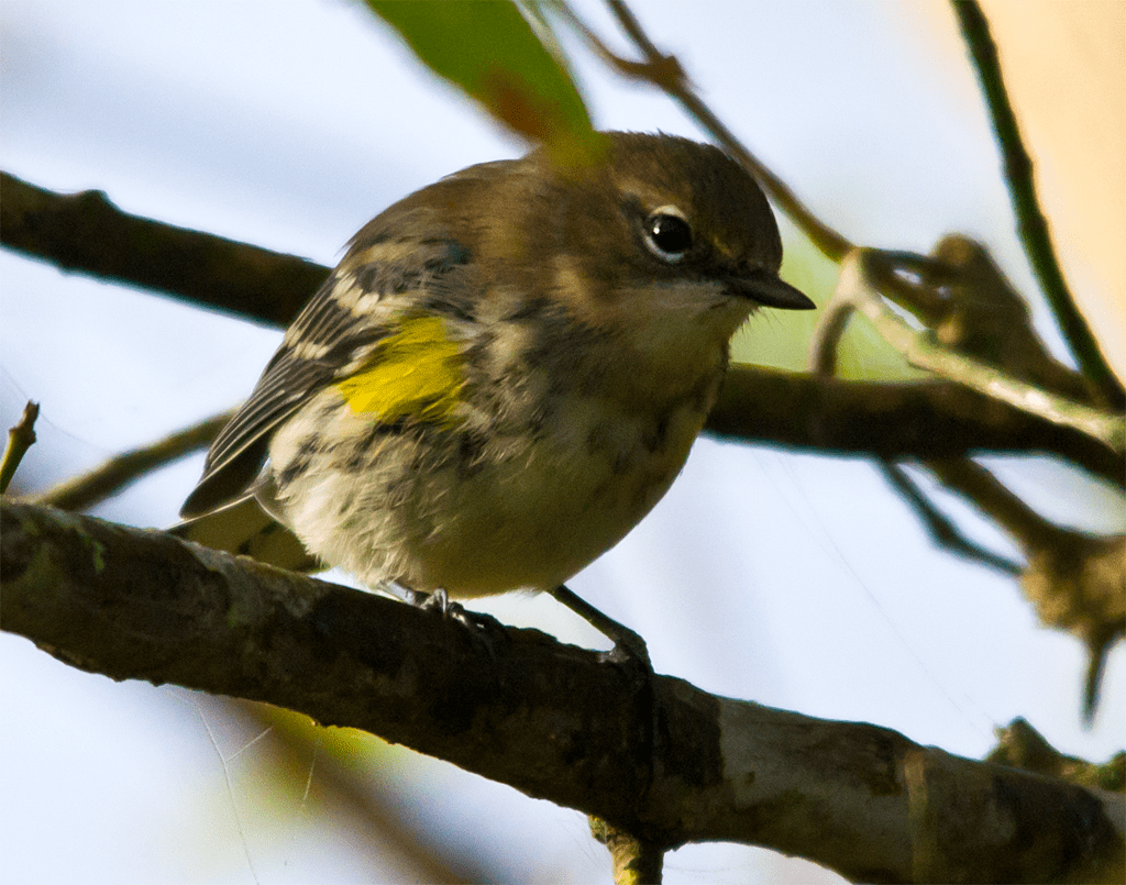 Yellow Rumped Warbler