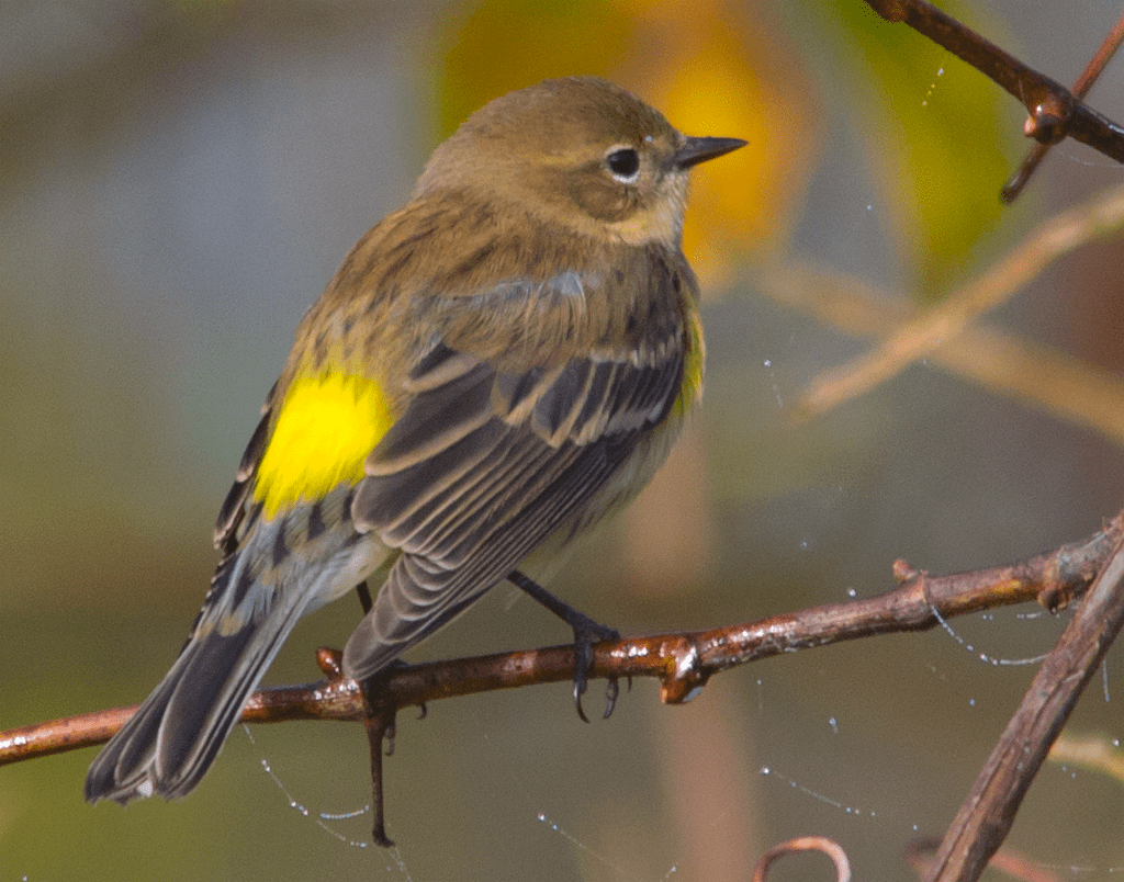 Yellow Rumped Warbler