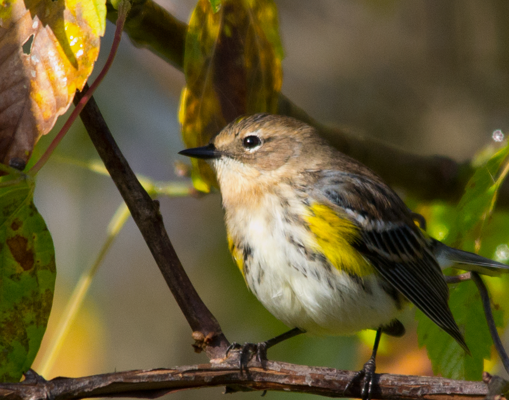 Yellow Rumped Warbler