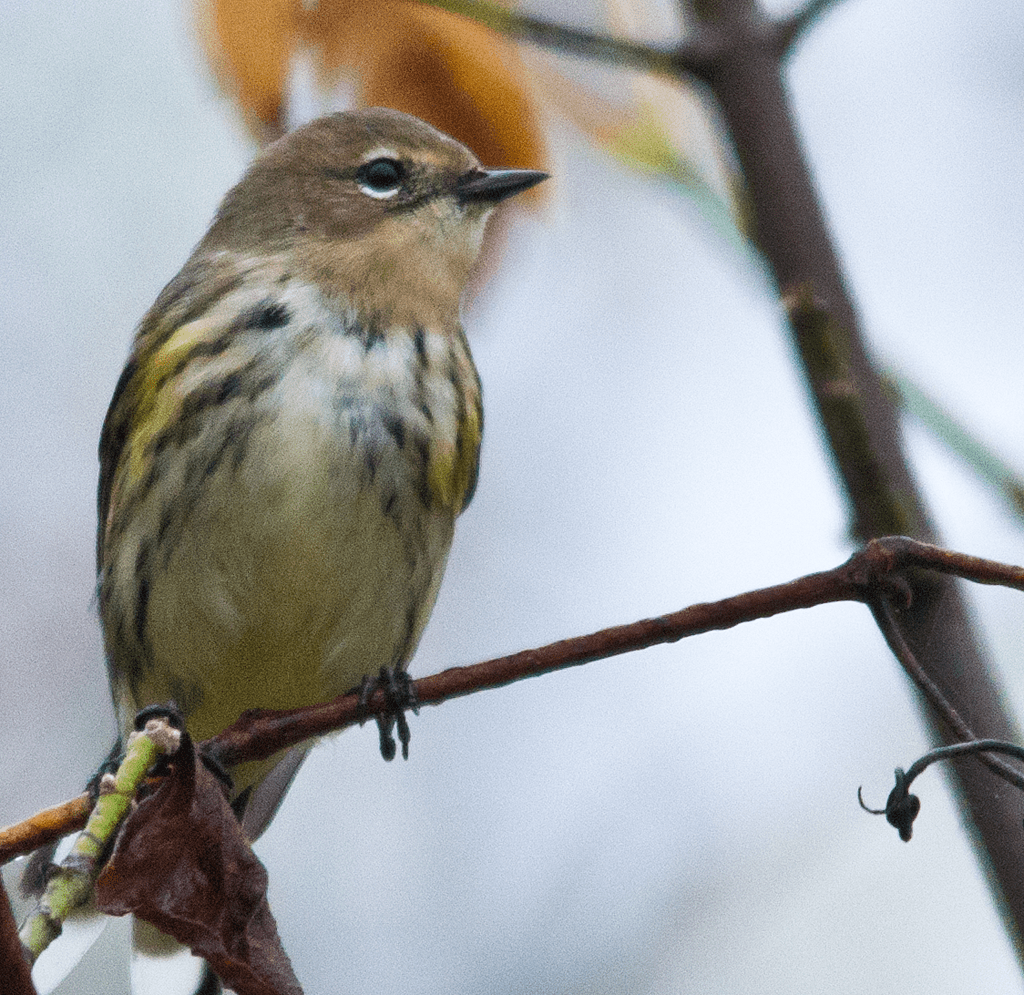 Yellow Rumped Warbler