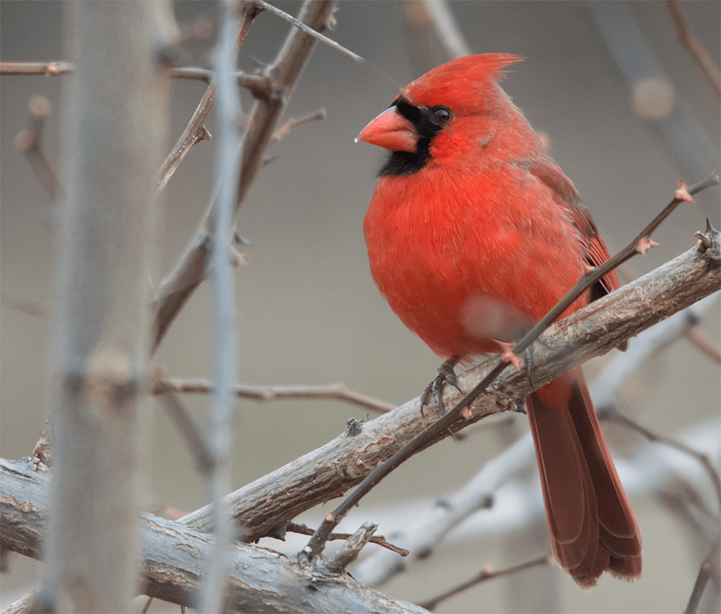Northern Cardinal