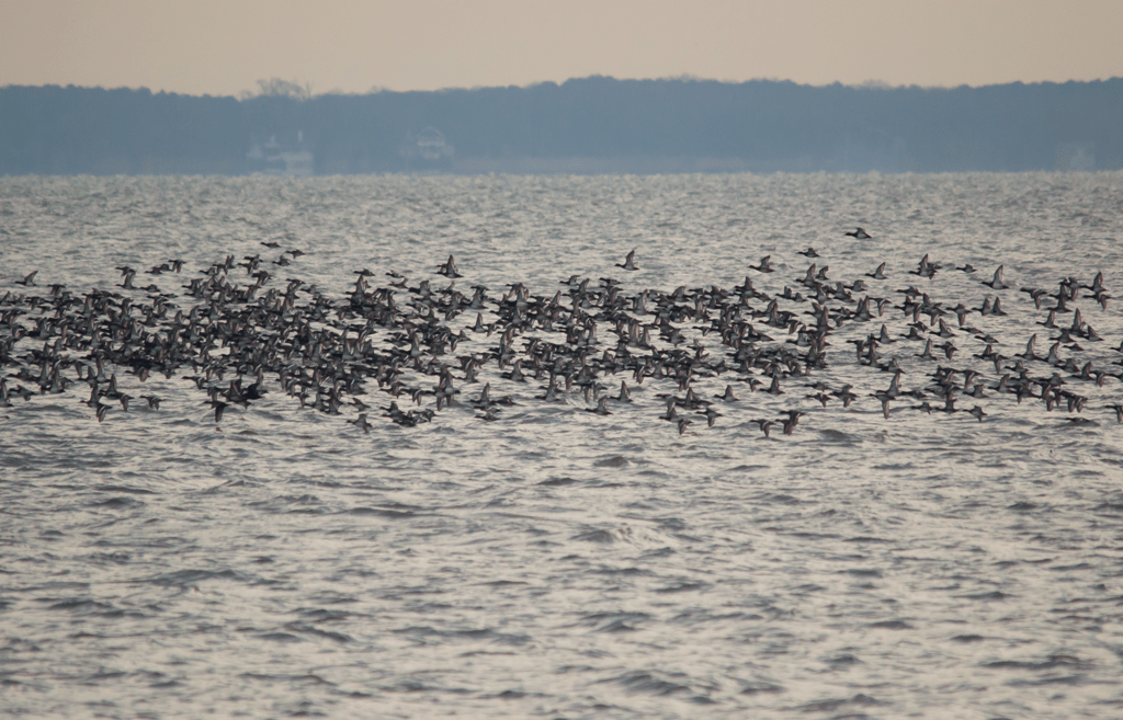 Lesser Scaup