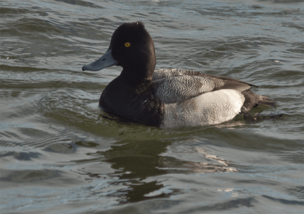 Lesser Scaup