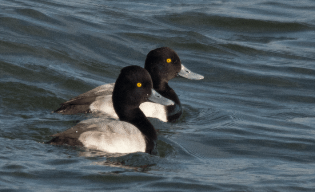 Lesser Scaup