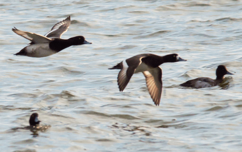 Lesser Scaup