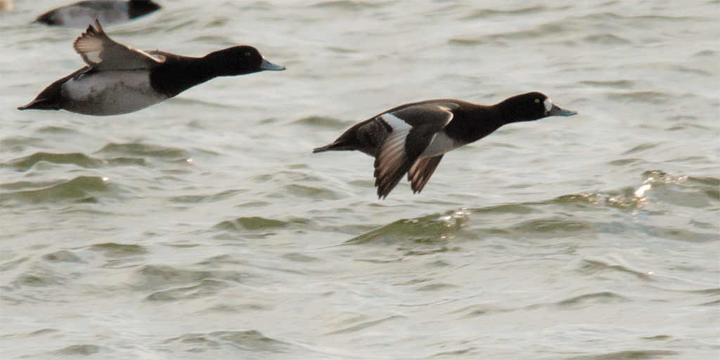 Lesser Scaup