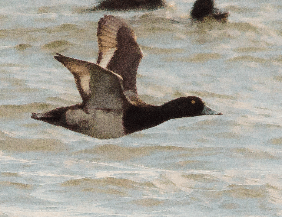 Lesser Scaup