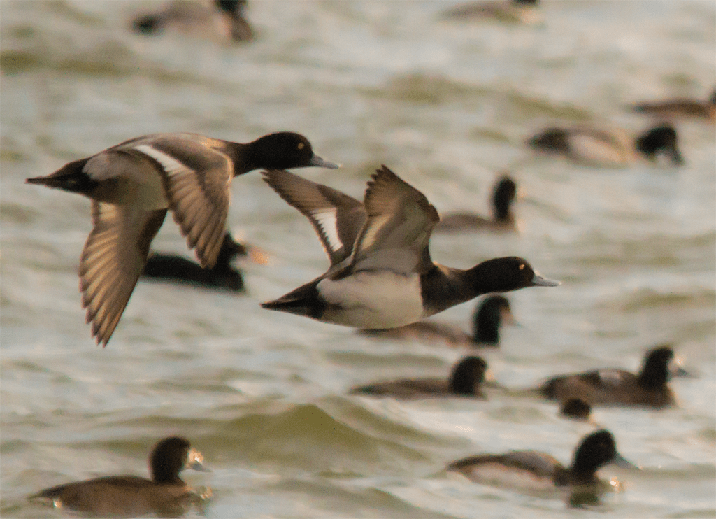Lesser Scaup