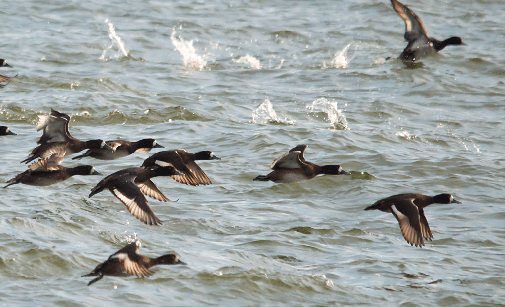 Lesser Scaup