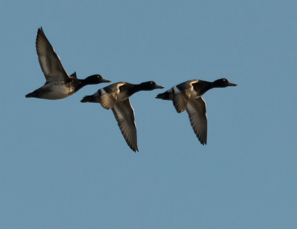 Lesser Scaup