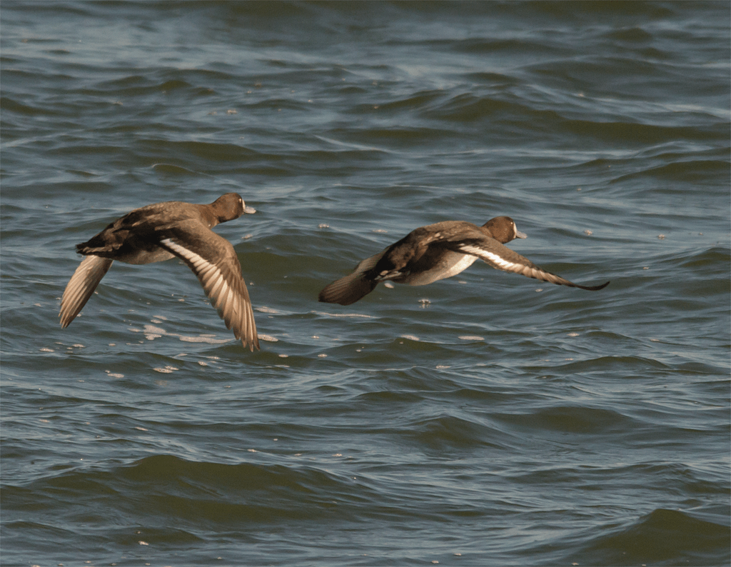 Lesser Scaup