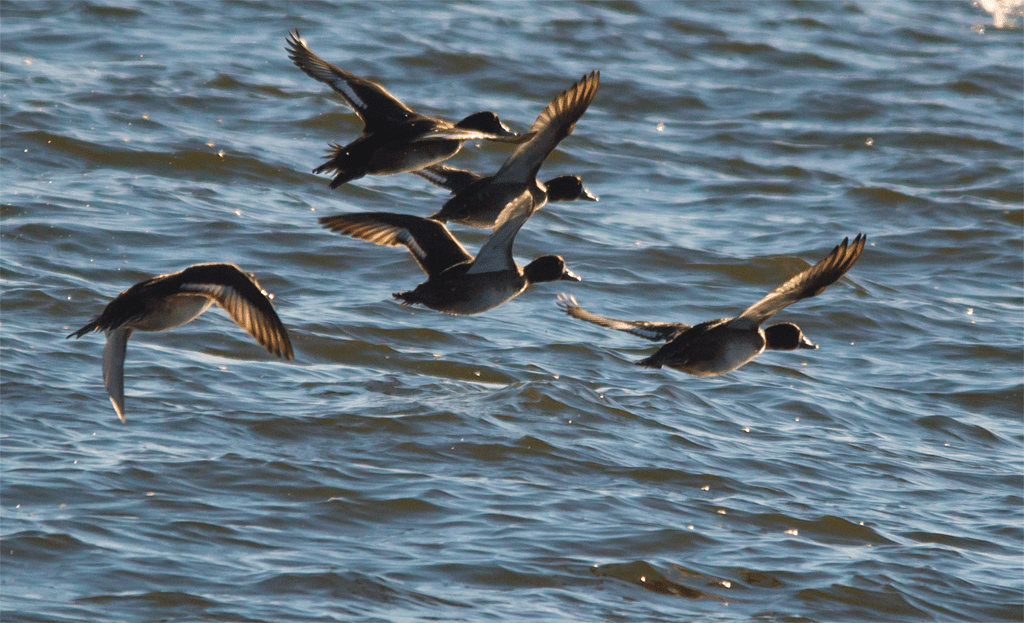 Lesser Scaup
