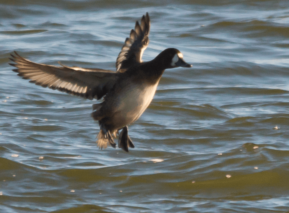 Lesser Scaup