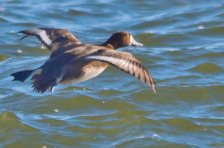 Lesser Scaup