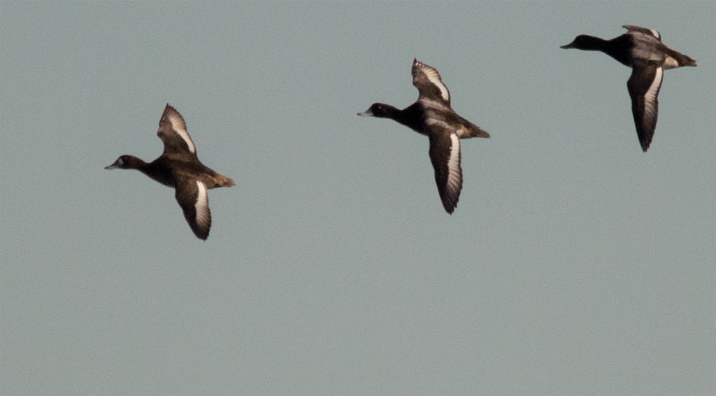 Lesser Scaup