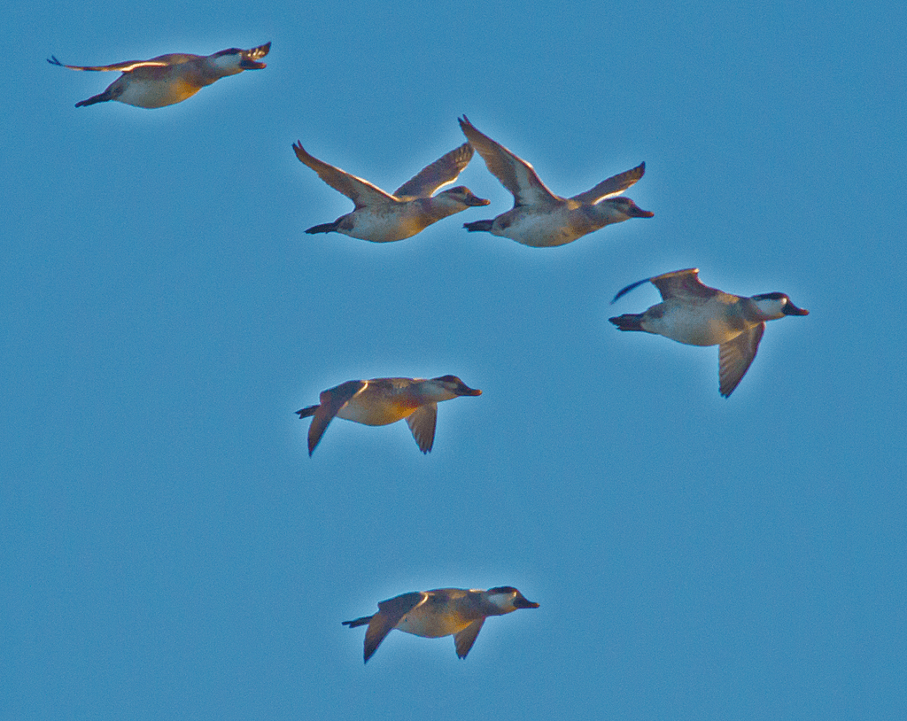 Lesser Scaup