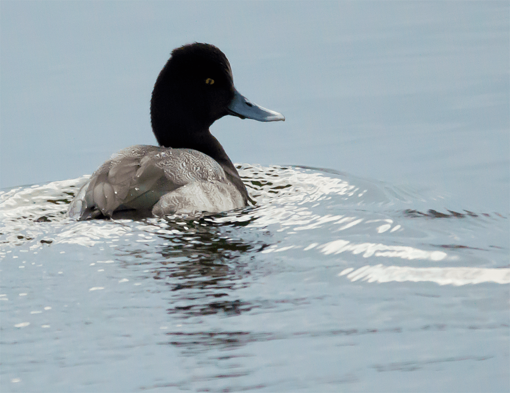 Lesser Scaup