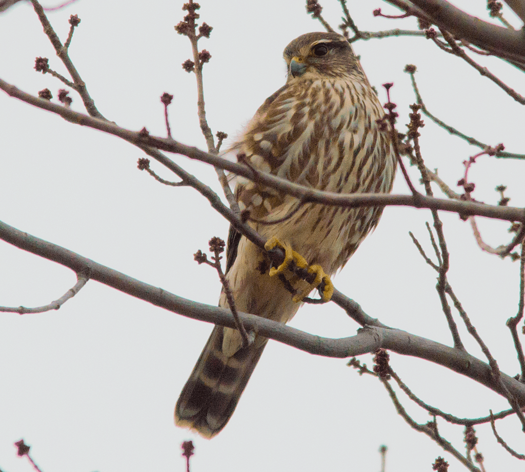 Merlin