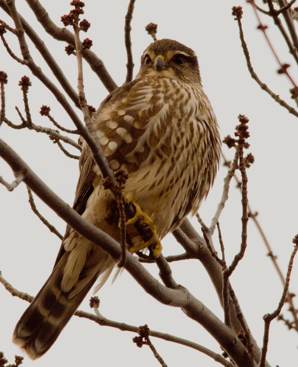 Merlin
