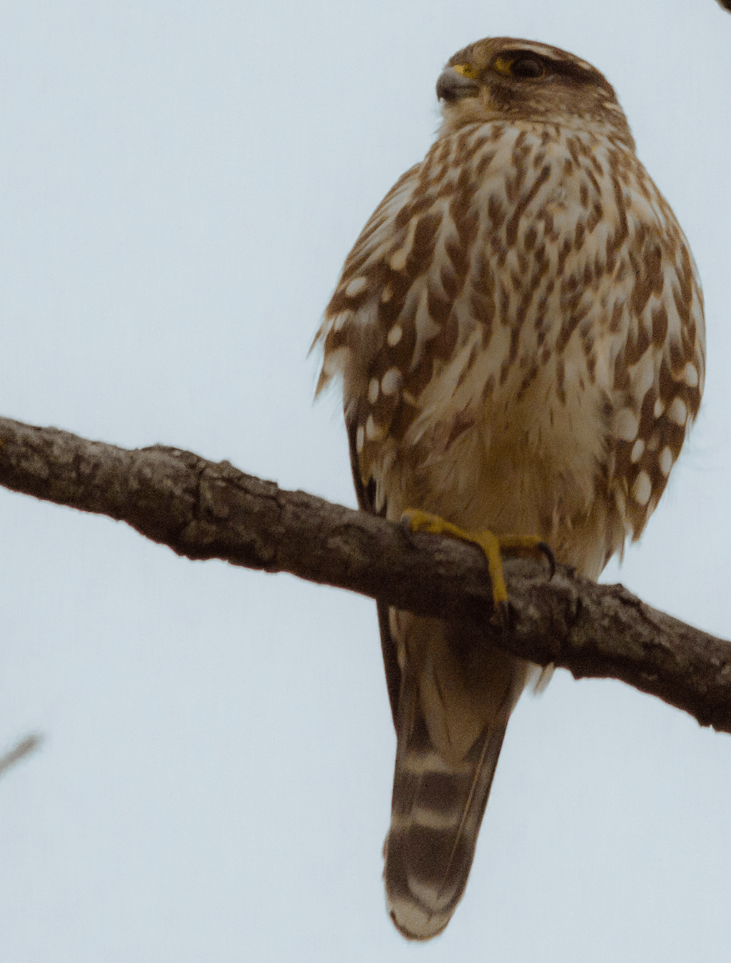 Merlin
