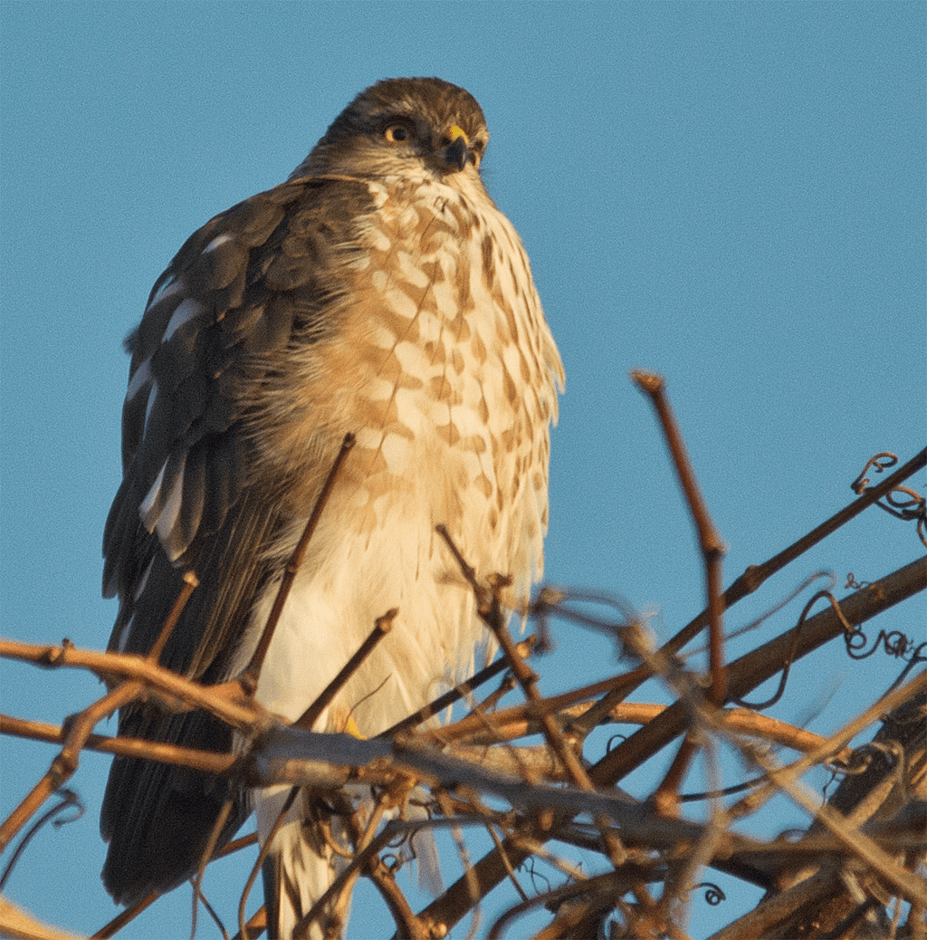 Sharp-Shinned Hawk