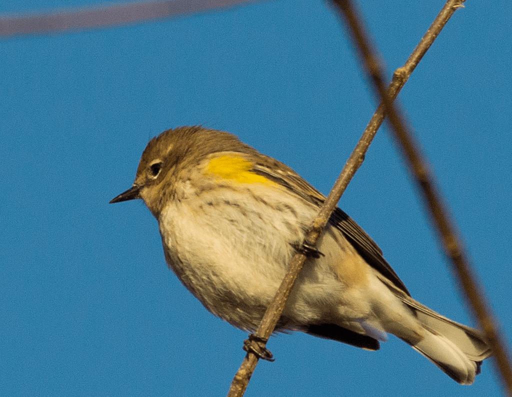 Yellow Rumped Warbler