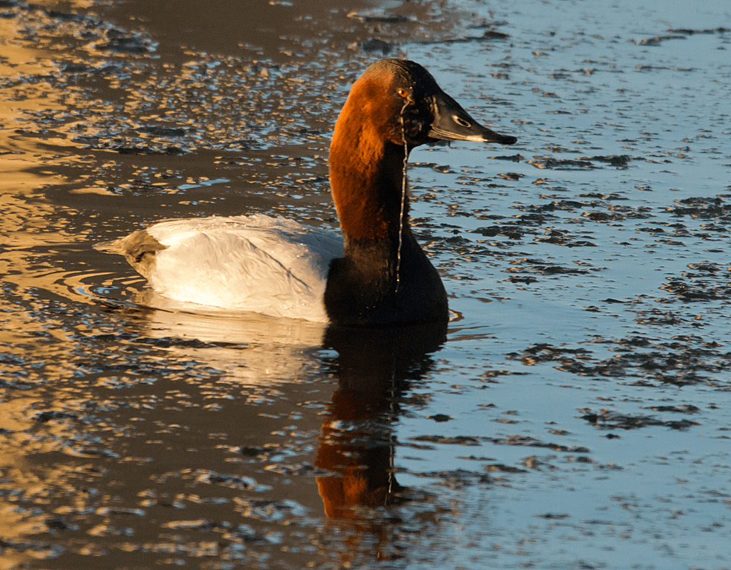 Canvasback