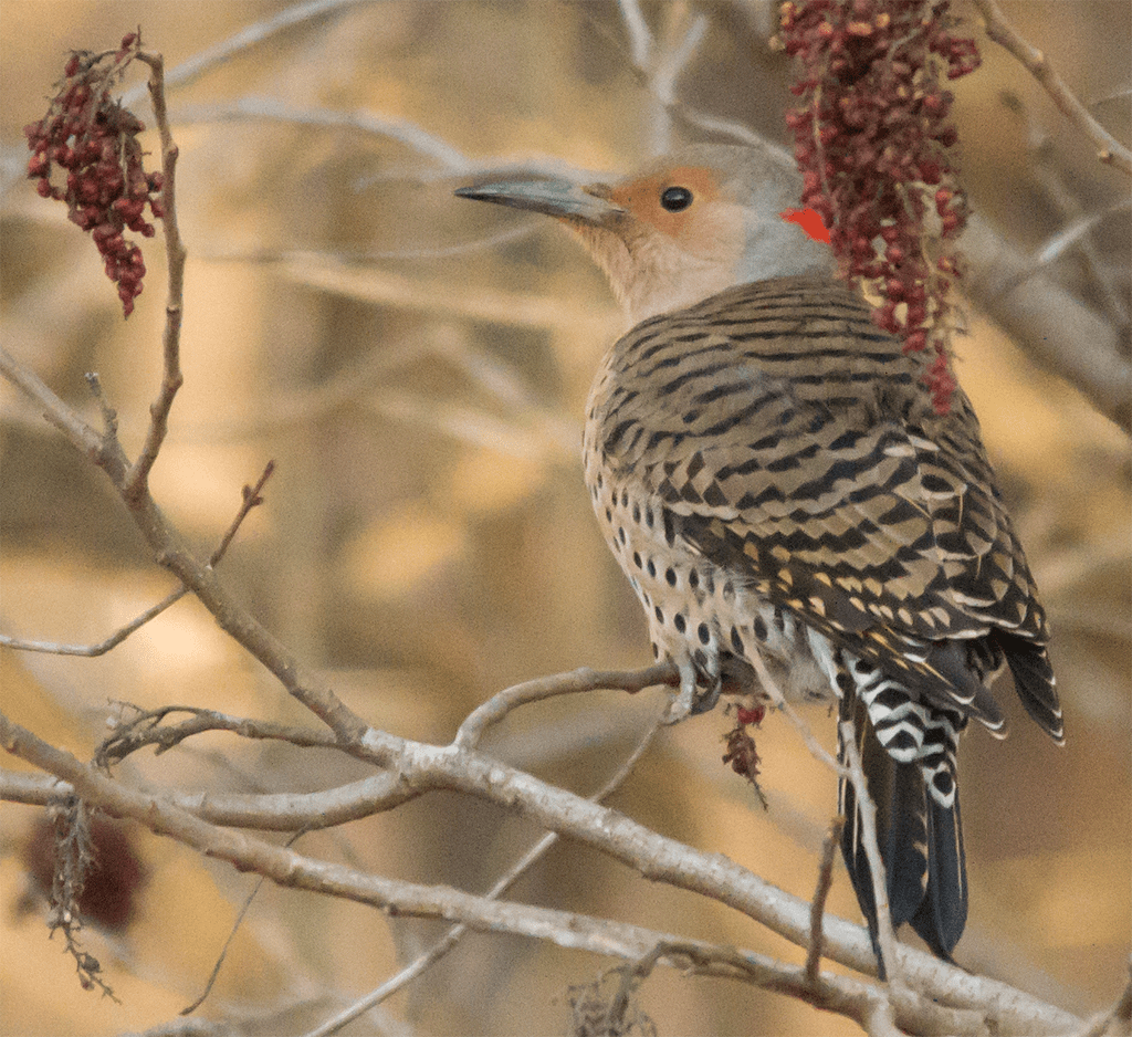 Northern Flicker