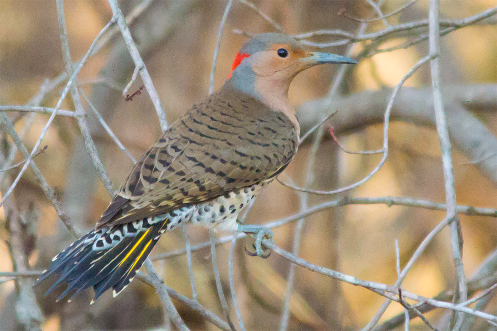Northern Flicker