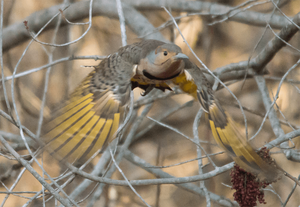 Northern Flicker