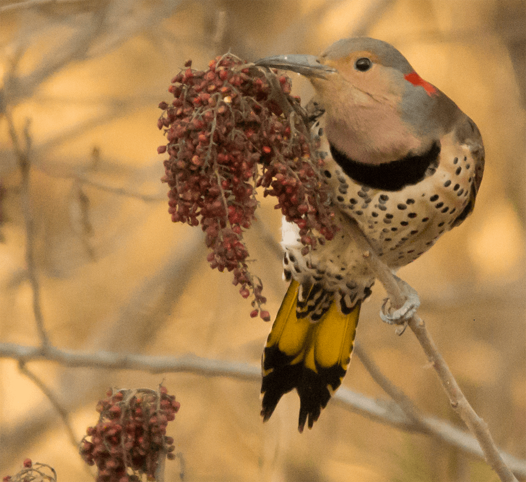 Northern Flicker
