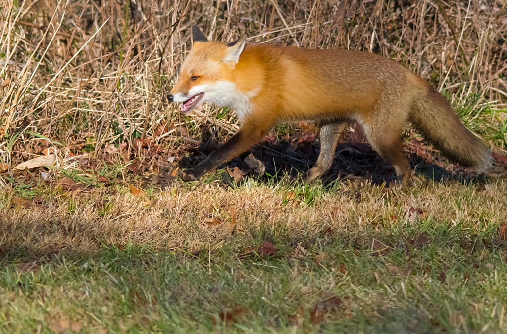 Fox