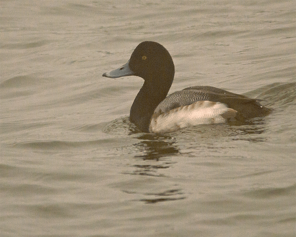 Lesser Scaup