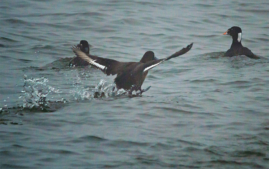 Lesser Scaup