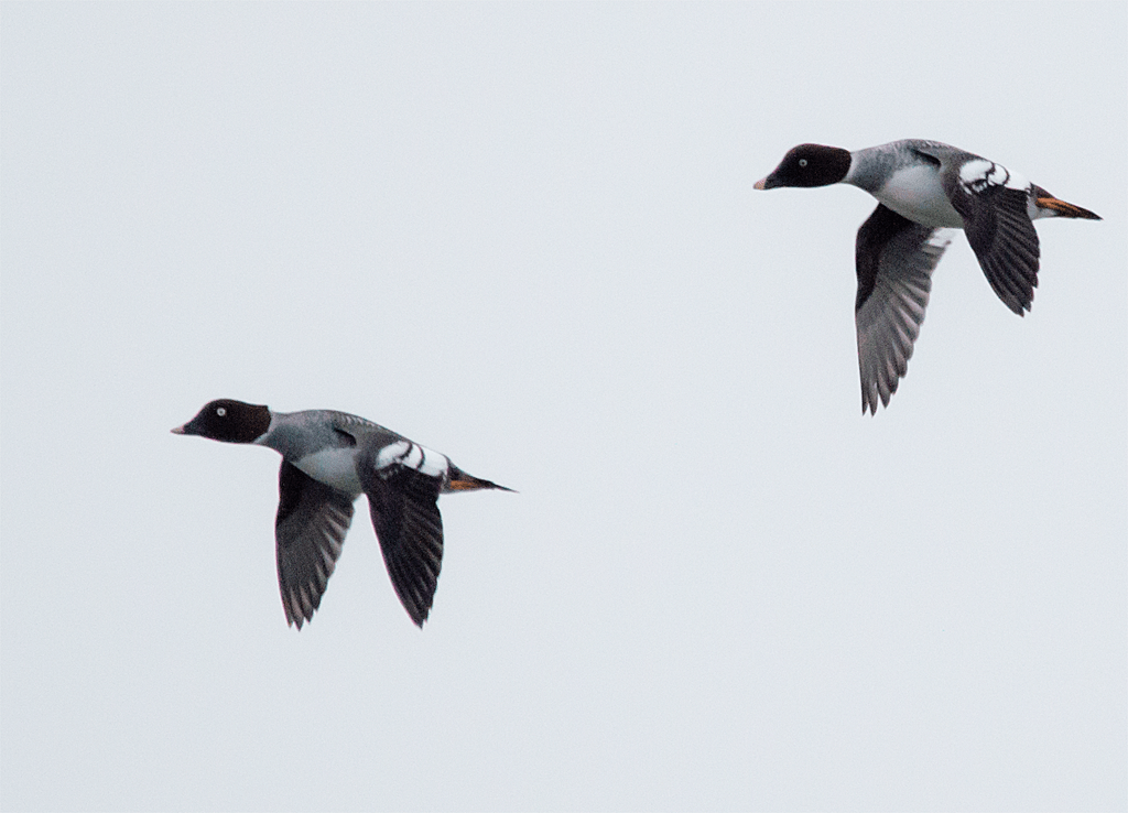 Common Goldeneye
