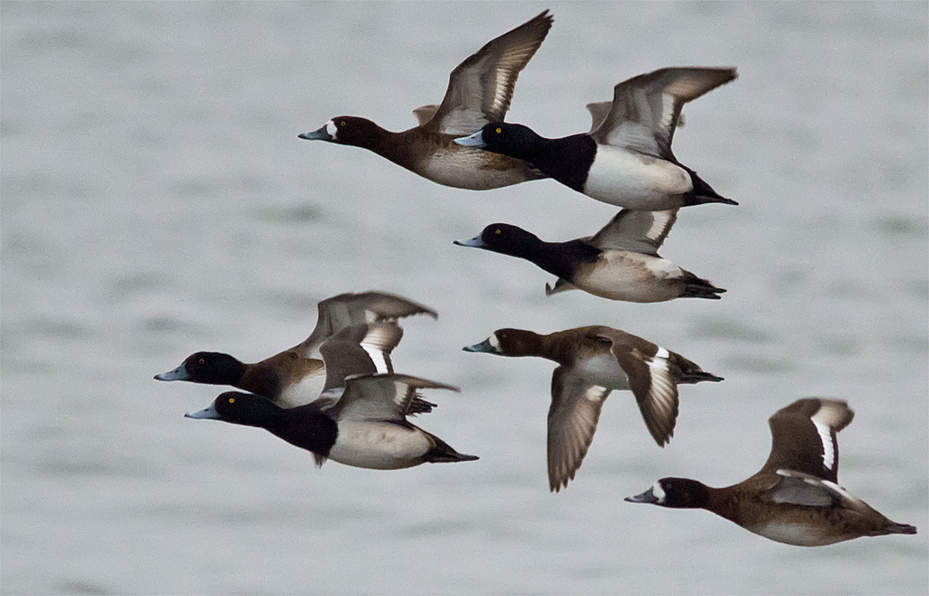 Lesser Scaup