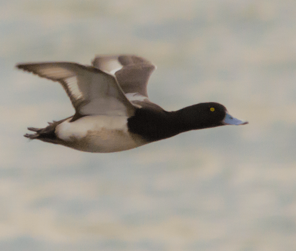 Lesser Scaup