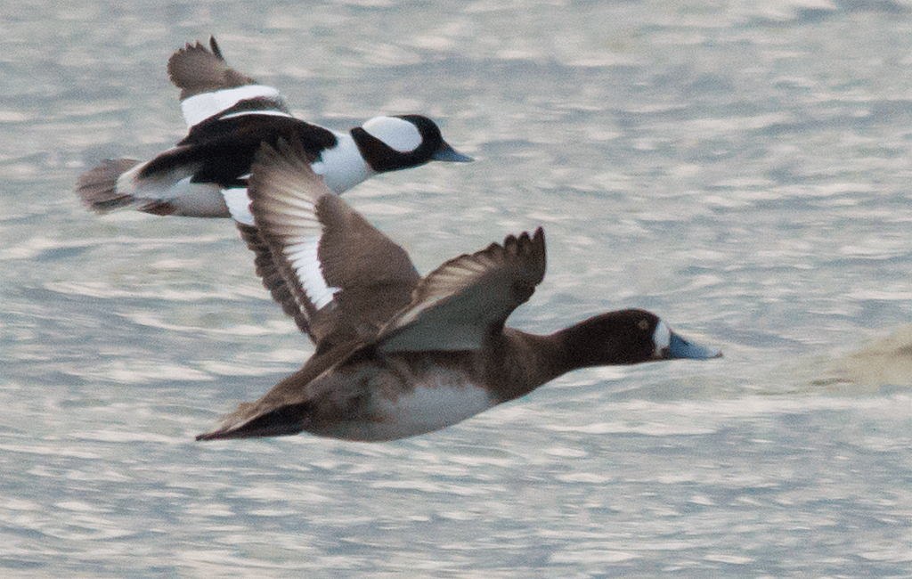 Lesser Scaup