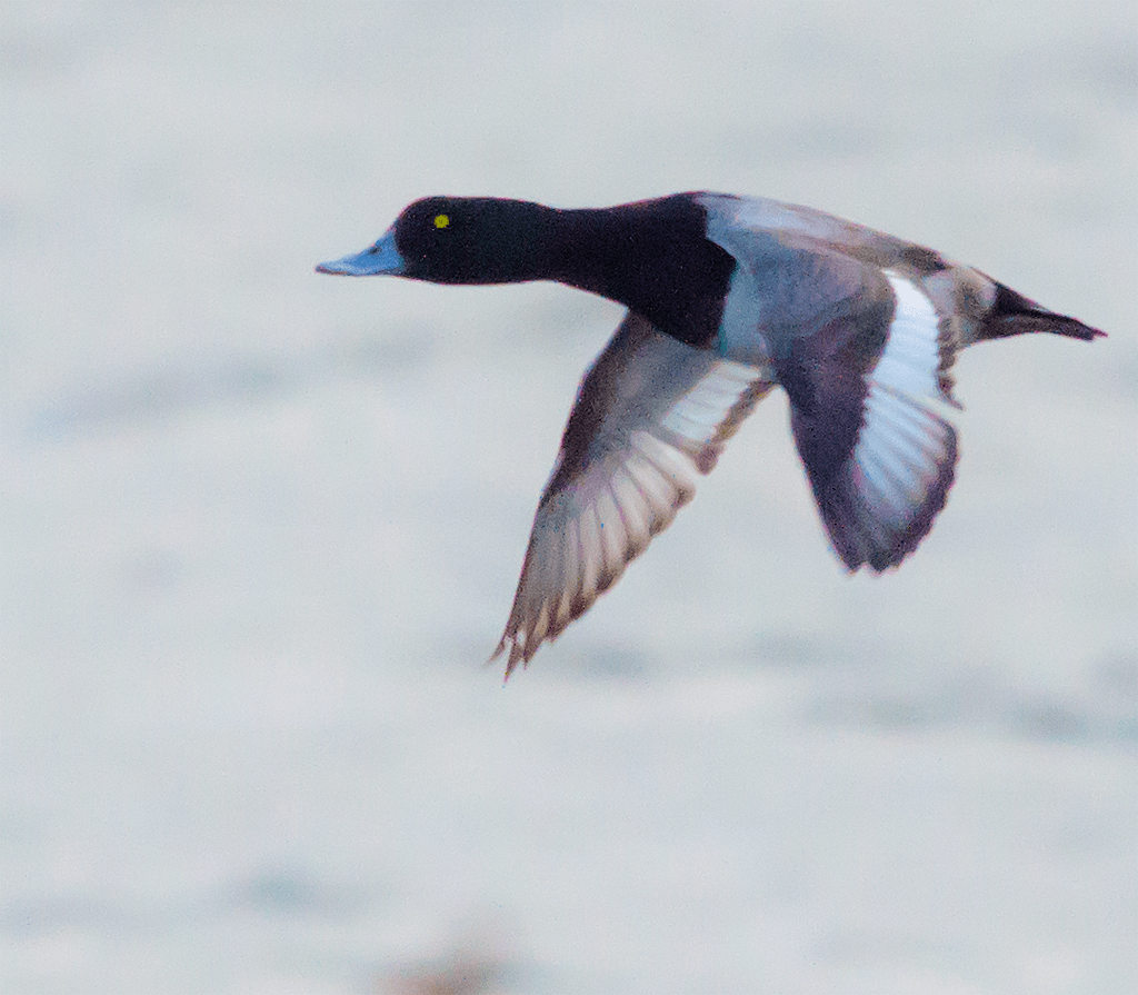 Lesser Scaup
