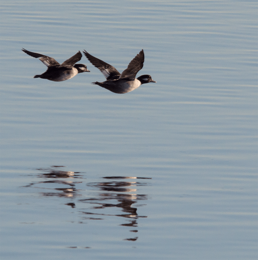 Lesser Scaup