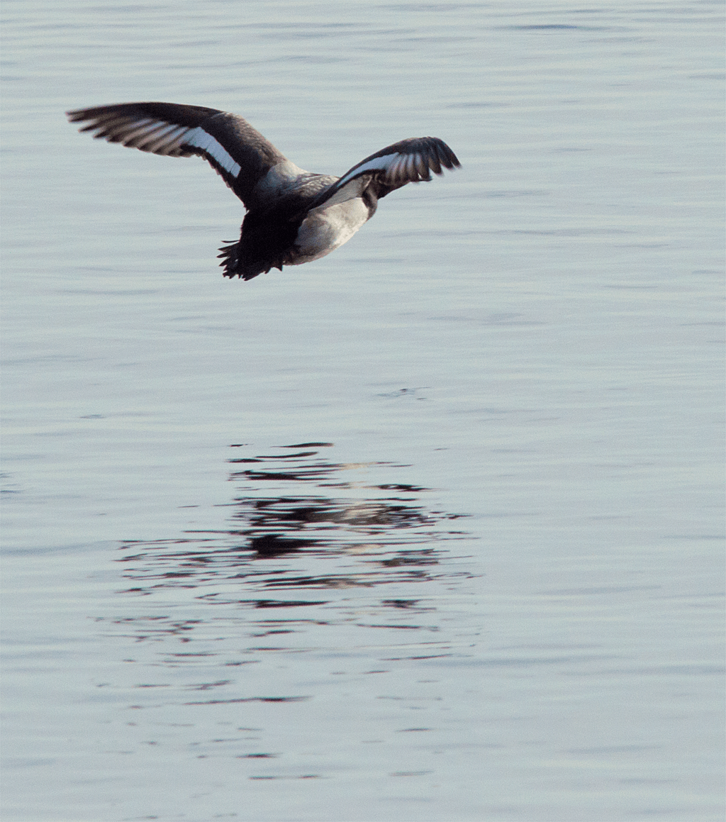 Lesser Scaup