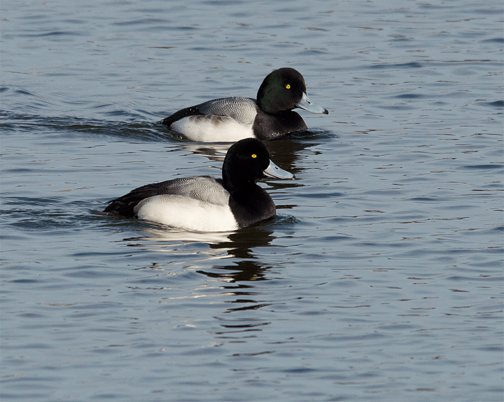 Lesser Scaup