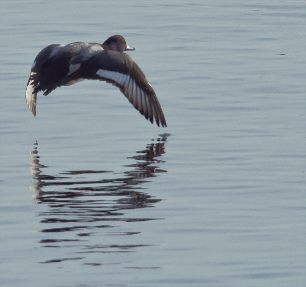 Lesser Scaup