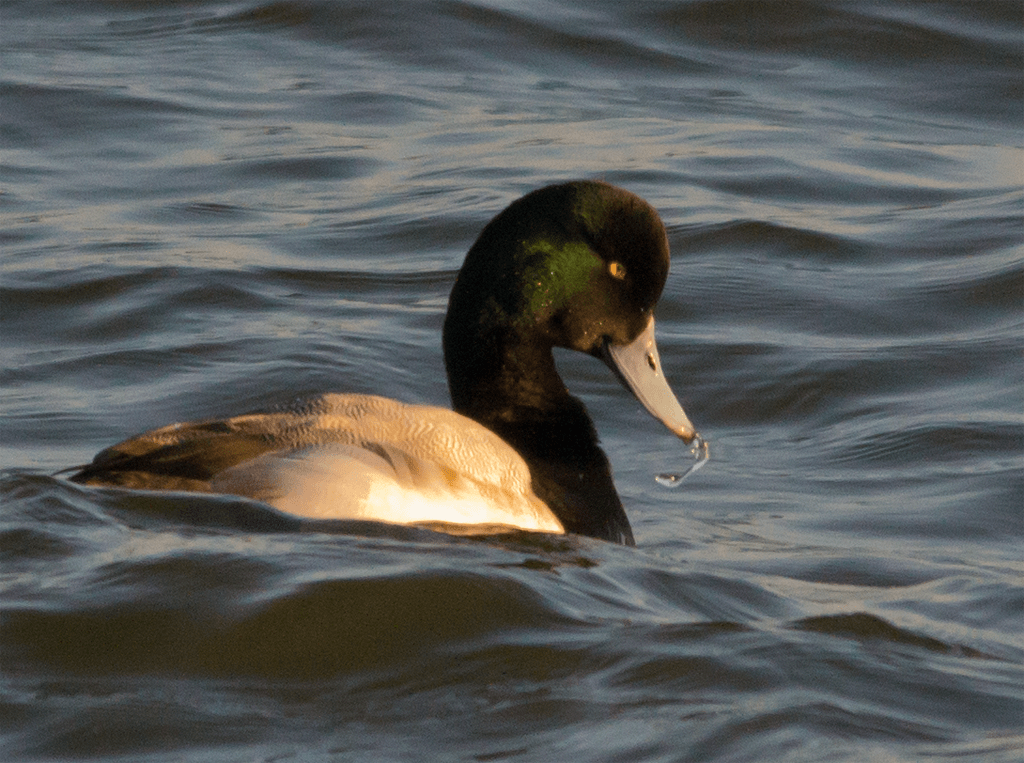 Lesser Scaup